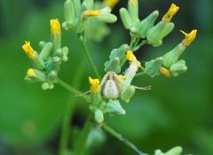Diaea subdola