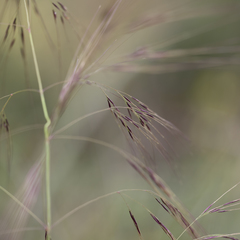 Austrostipa acrociliata