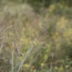 Austrostipa acrociliata