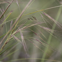 Austrostipa acrociliata