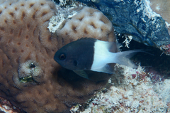 Pycnochromis dimidiatus
