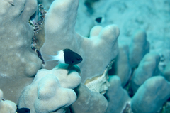 Pycnochromis dimidiatus