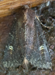 Apamea cogitata