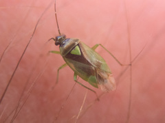 Orthops scutellatus
