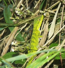 Pseudocalotes tympanistriga