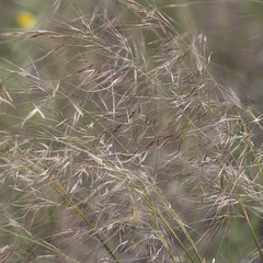 Austrostipa eremophila