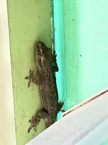 Hemidactylus frenatus observed 2020-11-01