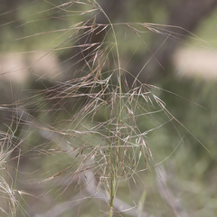 Austrostipa eremophila
