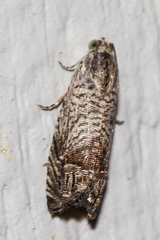 Ofatulena duodecemstriata