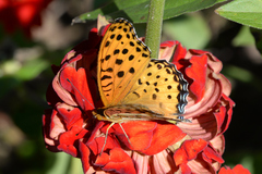 Argynnis hyperbius