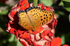 Argynnis hyperbius