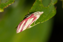 Microtheoris vibicalis