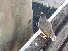 Manorina melanocephala