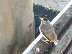 Manorina melanocephala