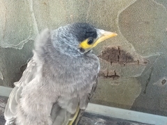 Manorina melanocephala