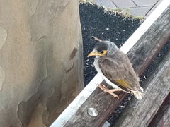 Manorina melanocephala