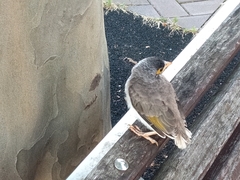 Manorina melanocephala