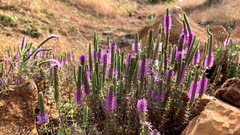 Pogostemon deccanensis