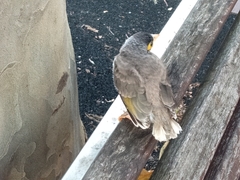 Manorina melanocephala