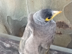 Manorina melanocephala