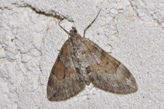 Thera obeliscata