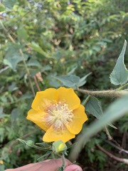 Abutilon persicum