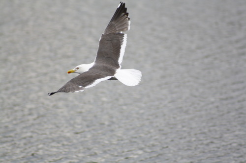 Larus fuscus