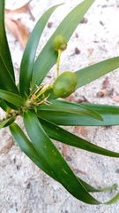 Dracaena reflexa var. occidentalis image