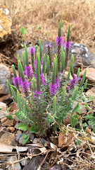 Pogostemon deccanensis