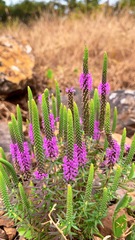 Pogostemon deccanensis