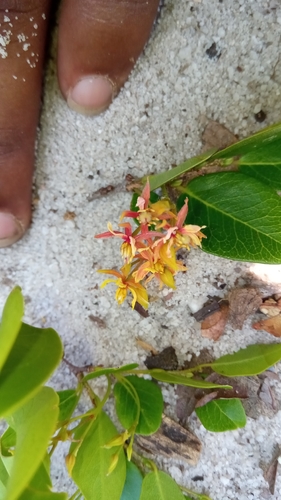 Baudouinia fluggeiformis