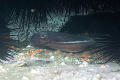 Sepia plangon