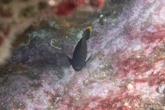 Plectroglyphidodon apicalis