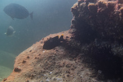 Plectroglyphidodon apicalis