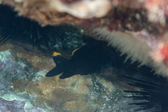 Plectroglyphidodon apicalis