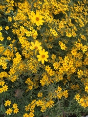 Tagetes lemmonii