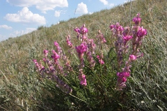 Hedysarum kulikovii