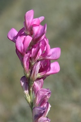 Hedysarum kulikovii