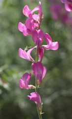 Hedysarum kulikovii