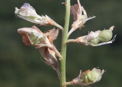 Hedysarum kulikovii
