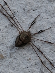 Dicranopalpus ramosus