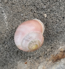 Cepaea hortensis