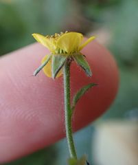 Geum urbanum