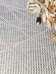 Geocoris erythrocephalus