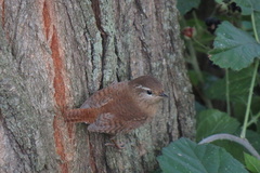 Troglodytes troglodytes