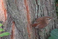 Troglodytes troglodytes