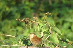 Troglodytes troglodytes