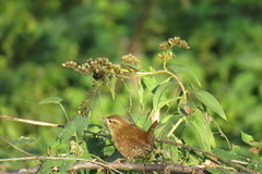 Troglodytes troglodytes