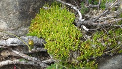 Scleranthus biflorus