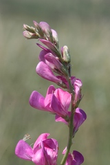 Hedysarum kulikovii